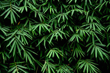 Naklejka na ściany i meble Green leaves