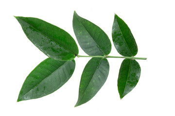 Green mango leaf isolated on white background