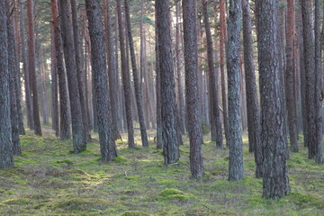 trees in the woods