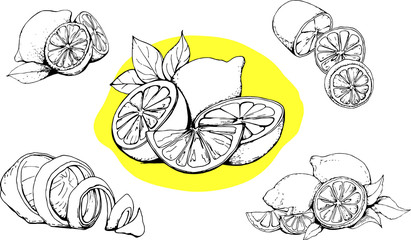 Pen drawn lemon set isolated on white and yellow. Citrus fruit graphic elements, collection for design labels, packaging, cards, strengthen immune system posters. Vector illustration. 