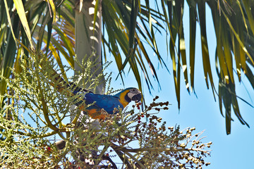 Brazilian Macaw
This bird is very beautiful and is symbol of Brazil.