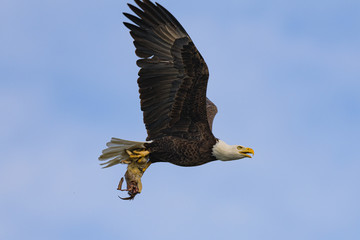 Eagle with prairie dog