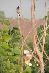 Beautiful Nightingale on a branch of tree, beautiful nature, blur, zoom, selective focus