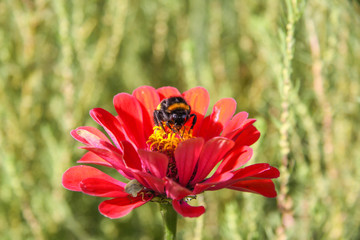 Fluffy bumblebee on a bright flower on a Sunny day