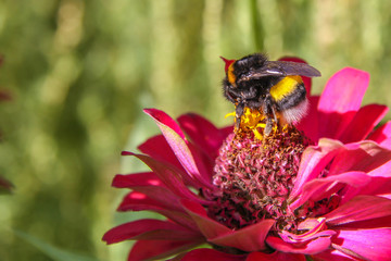 Fluffy bumblebee on a bright flower on a Sunny day