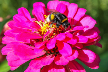 Fluffy bumblebee on a bright flower on a Sunny day