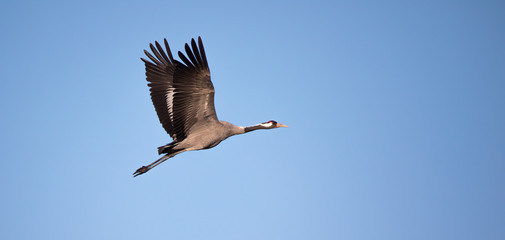 Obraz premium Common Crane - Grus grus, beautiful large bird from Euroasian fields and flying, amazing magical photo.