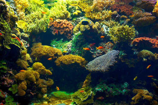 Lisbon Oceanario in Portugal, Europe