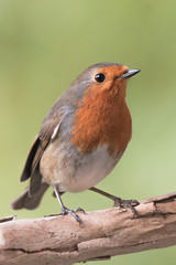 Rouge-gorge de très près et attentif 