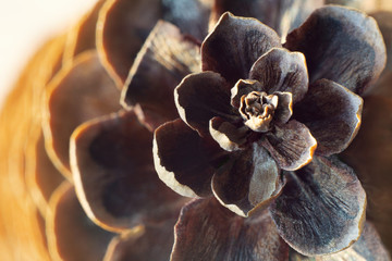spruce cone shot above at golden hour