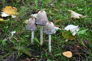  Mushrooms in the autumn forest © moniadk