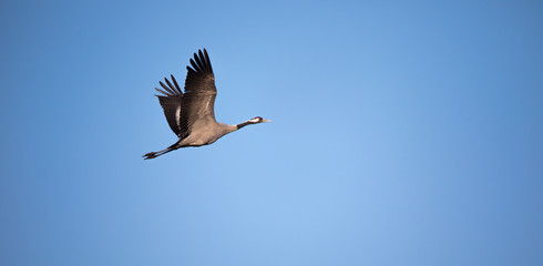 Obraz premium Common Crane - Grus grus, beautiful large bird from Euroasian fields and flying, amazing magical photo.