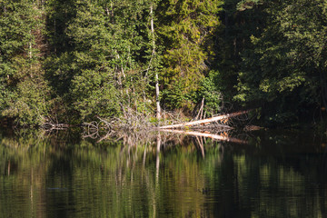Summer forest trees reflecting in a pond. Orton filter is used. Beautiful greenery and calm water surface.