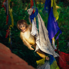 Crazy Monkey in the Monkey Forest
