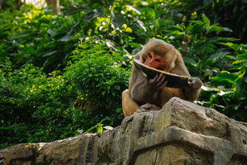 Monkey eats a watermelon in the jungle