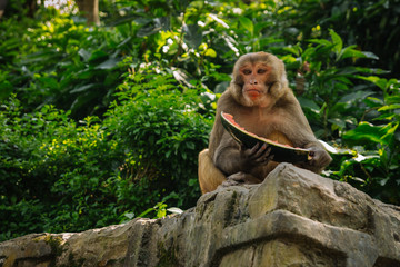 Monkey eats a watermelon in the jungle
