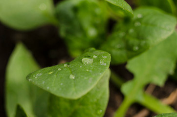 Close-up drop of water on a spinach leaf. The first crop. Macro photo. Spring Summer.