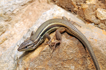 Algerischer Sandläufer (Psammodromus algirus) - Algerian psammodromus / Spanien - Spain