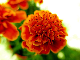 bellissime taggete fiorite al sole nel prato