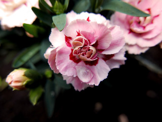 macro di piccolo garofano rosa fiorito nel giardino