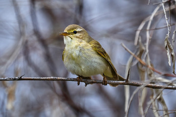Bird - Willow Warbler ( Phylloscopus trochilus ) sitting on a branch of a bush cloudy spring evening. Close-up.