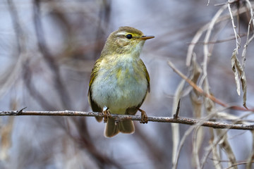 Fototapeta premium Bird - Willow Warbler ( Phylloscopus trochilus ) sitting on a branch of a bush cloudy spring evening. Close-up.
