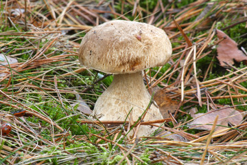 
Mushrooms in the autumn forest