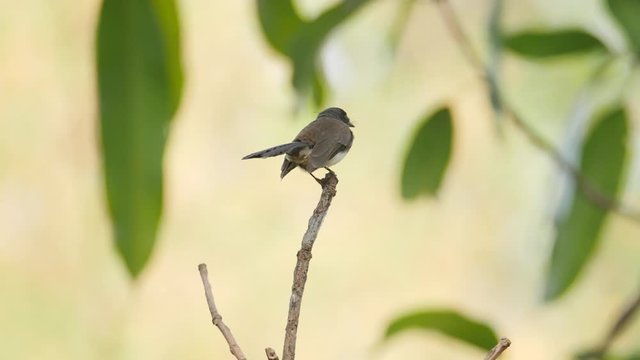Malaysian Pied Fantail bird living in nature, slow-motion shot with flying and feather detail