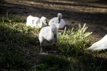 Swan with babies