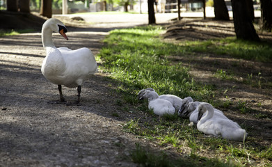 Swan with babies