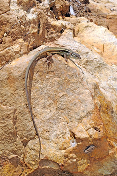 Algerian psammodromus / Algerischer Sandl&auml;ufer (Psammodromus algirus) Spain / Spanien 