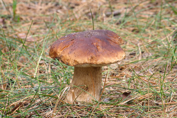  Mushrooms in the autumn forest © moniadk