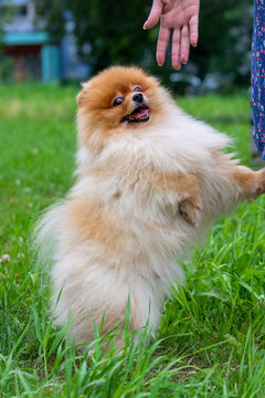cute furry Pomeranian dog on a walk in a summer Park