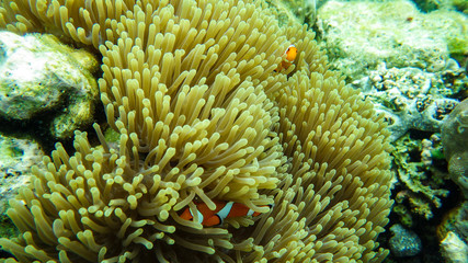 Naklejka na ściany i meble clown fish in anemone on coral reef. underwarter picture