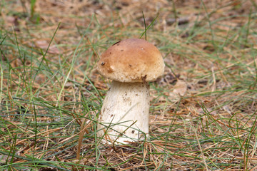  Mushrooms in the autumn forest © moniadk