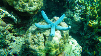 blue starfish in the sea on the coral reef