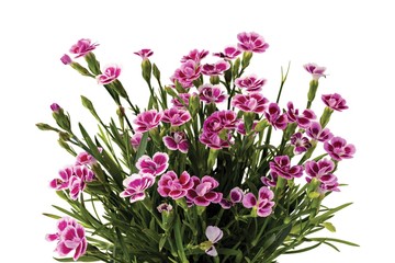 Naklejka na ściany i meble Gorgeous pink colorful dianthus close up view isolated on white background. Beautiful backgrounds. Postcard.