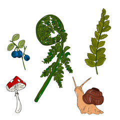 Forest summer set. A leaf of green fern, cous blueberries, snail, fly agaric, amanita. Elements for the design of postcards, invitations, forest parties.