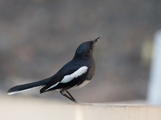 Indian Robin with prey in beak to feed its chicks.