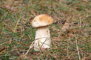  Mushrooms in the autumn forest © moniadk