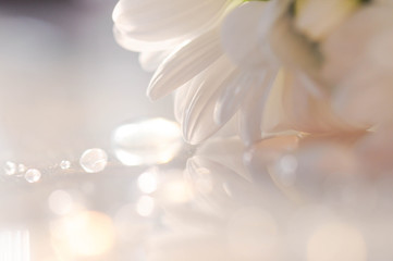 Obraz na płótnie Canvas Detail closeup photo of flower, nature background.