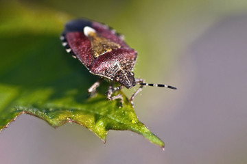 Berry shield on a green leaf. Red bug macro