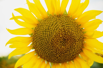 Sunflower field with cloudy blue sky. Beautiful summer landscape.