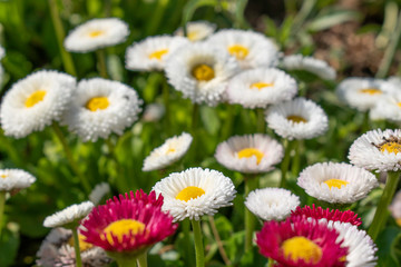 Daisies blooming in the city parks of Sofia, Bulgaria bringing freshness to the corona virus desperation. 