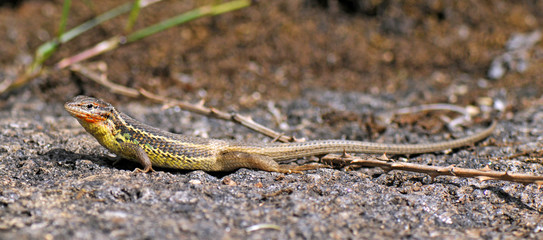 Algerischer Sandläufer (Psammodromus algirus) - Algerian psammodromus / Spanien - Spain
