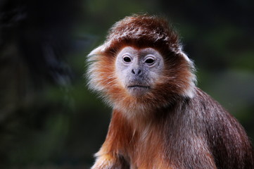 Portrait of brown monkey face.