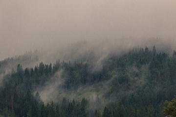 Foggy spruce forest at Carpathian mountains during summer rain. Rainy weather. Misty landscape with fir forest in hipster style.