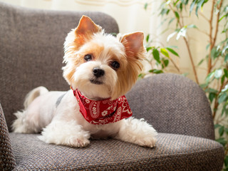 Cute puppy dog biewer Yorkshire terrier with red collar at home