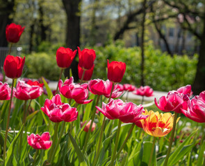 Beautiful and colorful tulips of all kind bloom in full power in the deserted parks and lanes of Sofia during corona virus isolation measures. 