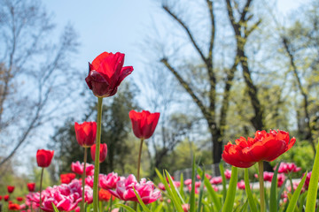 Beautiful and colorful tulips of all kind bloom in full power in the deserted parks and lanes of...